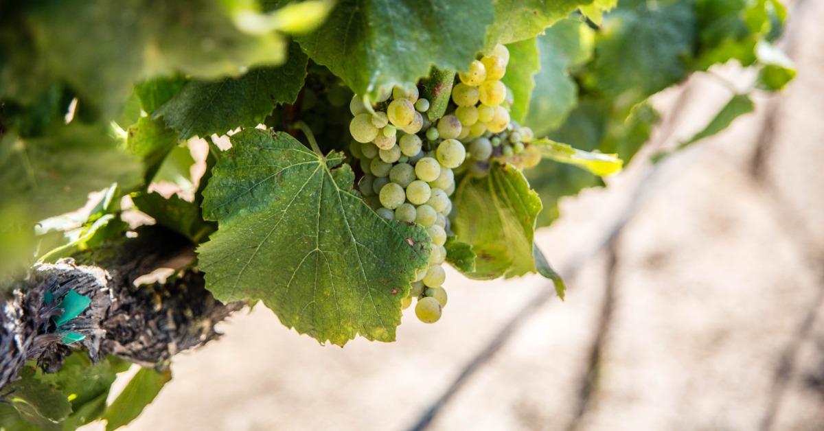 Green grape clusters growing in a sunlit vineyard near Morgan Hill CA