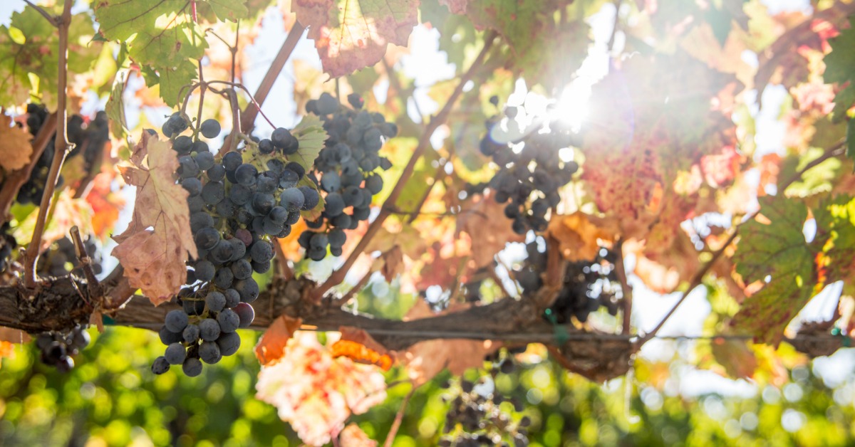 Grapes ripening on the vine at a winery in Hollister CA in warm California sunshine
