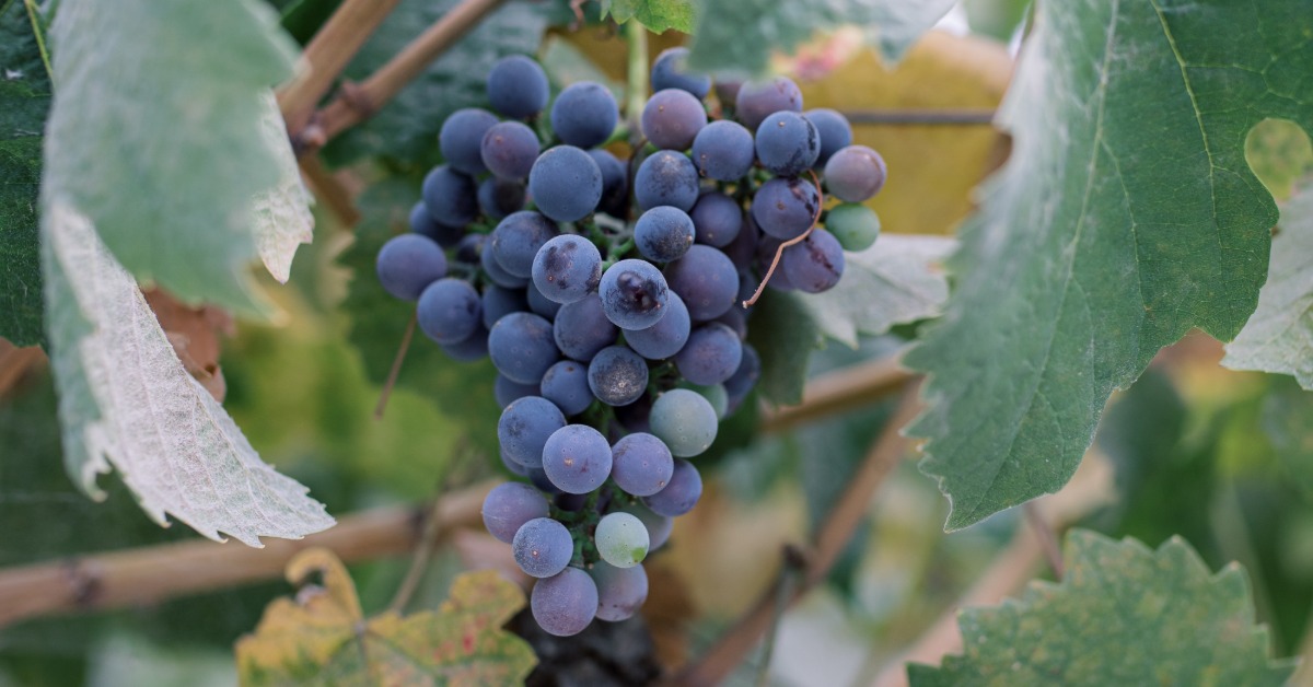 Grapes growing on the vine at Mohi Ranch vineyard in Morgan Hill CA